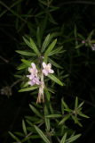 Westringia longifolia RCP4-2012 81.JPG